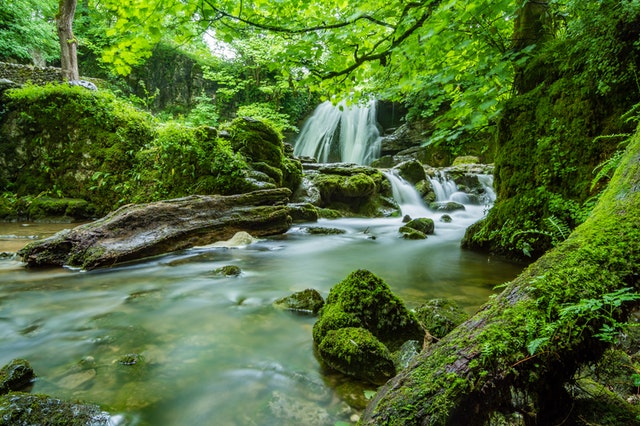 Actu voyance Partage un peu de verdure