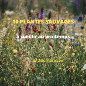 Les 10 plantes sauvages à cueillir au printemps