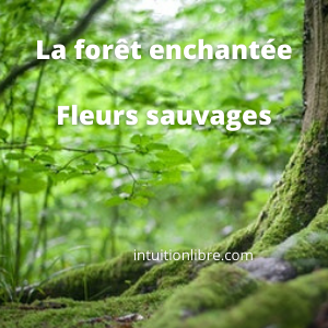 Découverte forêt et fleurs sauvages