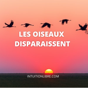 Les oiseaux disparaissent villes, campagnes, forêts