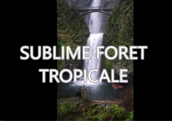 Découverte nature sublime forêt tropicale