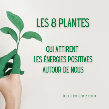 Découvrez les 8 plantes qui peuvent attirer des énergies positives