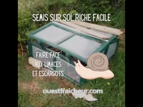 Semis prolifique sur sol riche facile – Méthode ultra efficace anti limaces