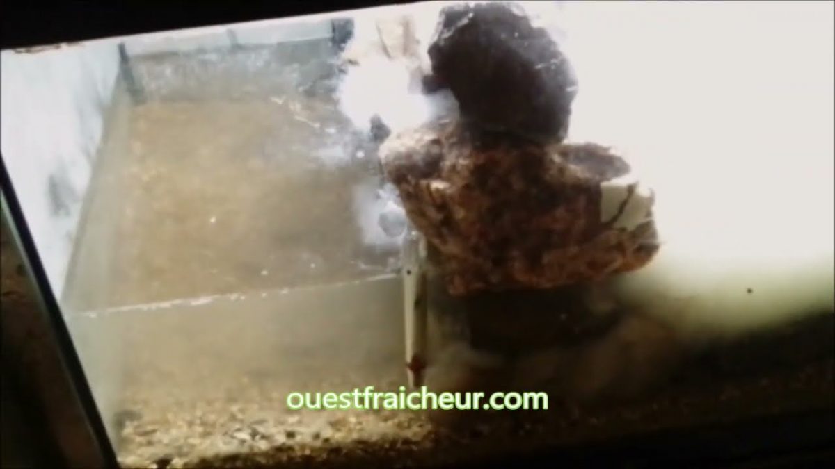 Aquaponie en aquarium Test expérimental